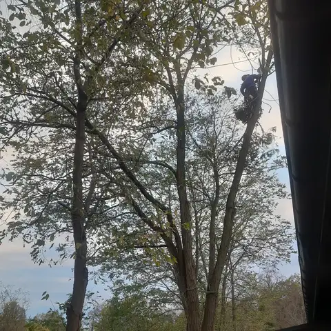 Arborysta w koronie drzewa nad wiatą