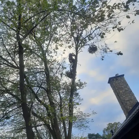 Arborysta w koronie drzewa przy dachu i kominie