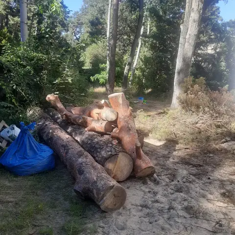 Pocięte kloce drewna na działce po wycince