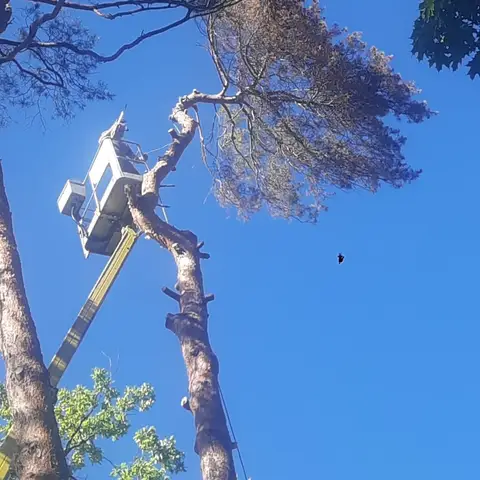 Arborysta w koszu podnośnika przy suchej sośnie