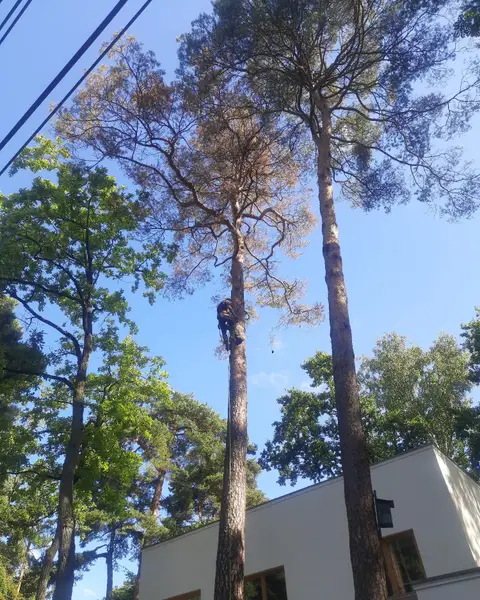 Arborysta wspina się na suchą sosnę obok domu