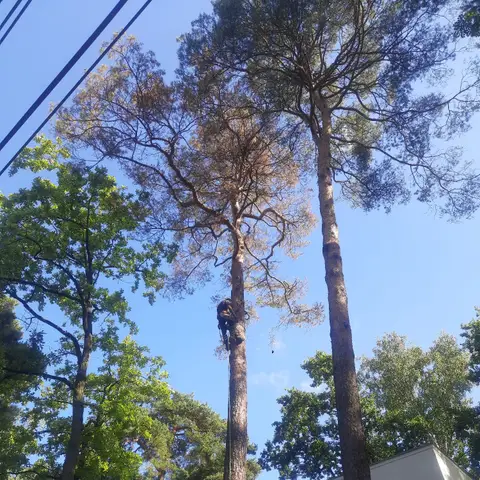 Arborysta wspina się na suchą sosnę obok domu