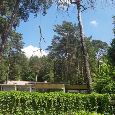 Sosny z suchymi koronami nad domem przed wycinką