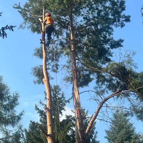 Arborysta wspina się na linie po pniu sosny