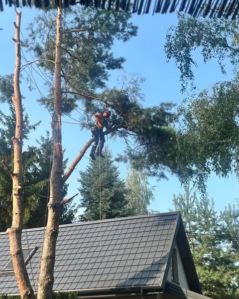 Arborysta na linie w koronie sosny nad dachem domu