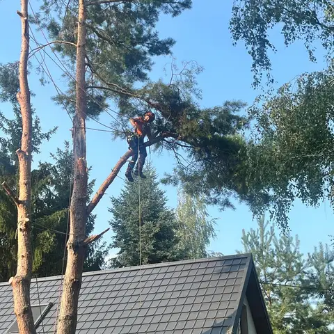 Arborysta na linie w koronie sosny nad dachem domu