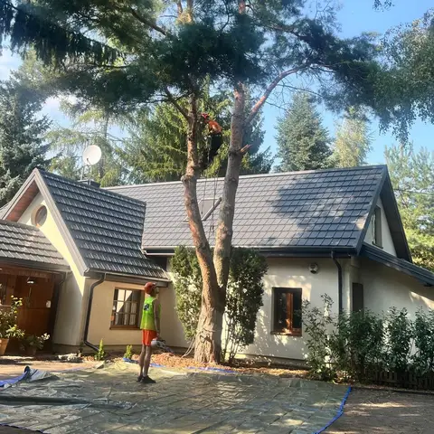 Arborysta w sośnie przy domu, kostka przykryta plandekami
