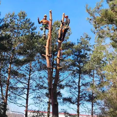 Dwóch arborystów na wierzchołkach dwóch sosen
