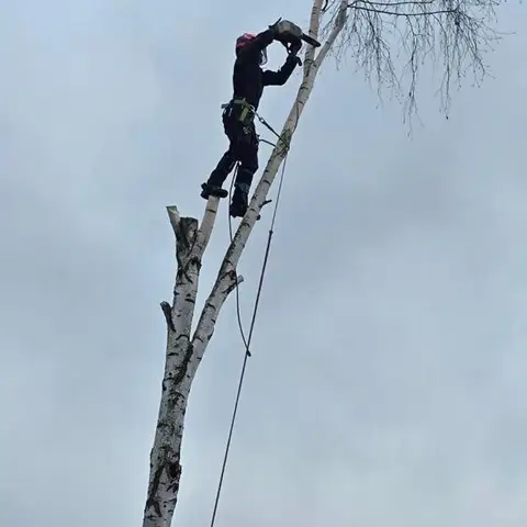 Arborysta na wierzchołku brzozy