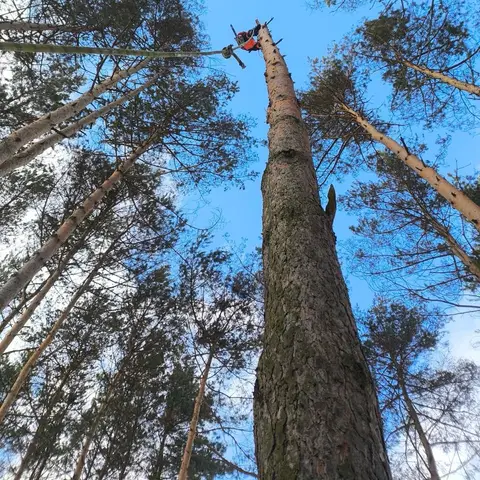 Arborysta wysoko na sośnie widziany od dołu