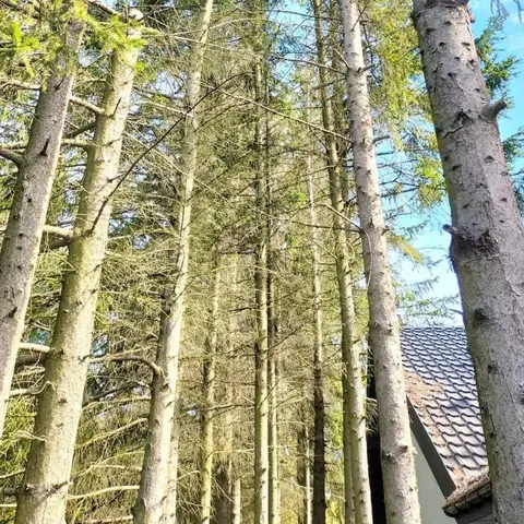 Arborysta między pniami sosen