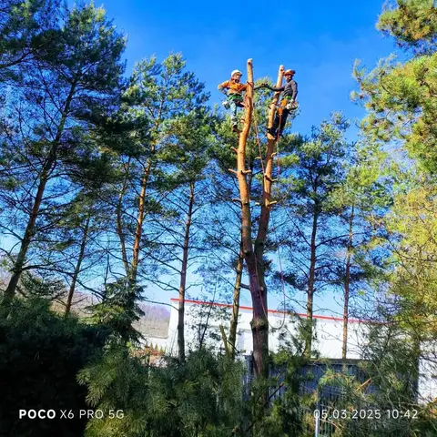 Dwóch arborystów na skróconych pniach sosen