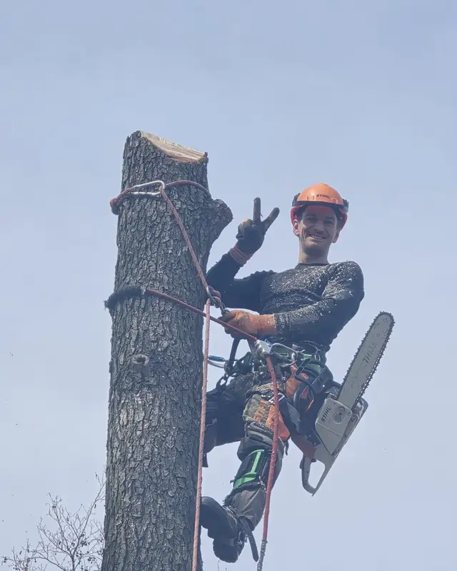 Arborysta AlpiMistrzy z pilarką na skróconym pniu, zabezpieczony liną