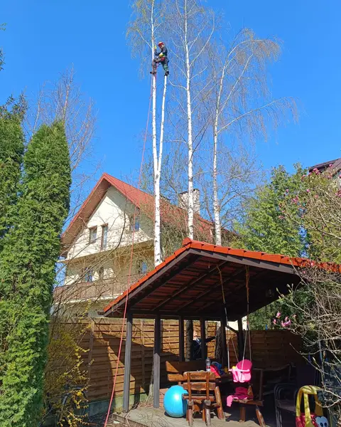 Arborysta wysoko na brzozie nad altaną i placem zabaw