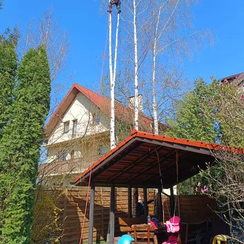 Arborysta wysoko na brzozie nad altaną i placem zabaw