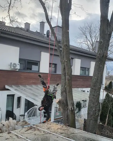 Arborysta na linie między domem a szklanym zadaszeniem