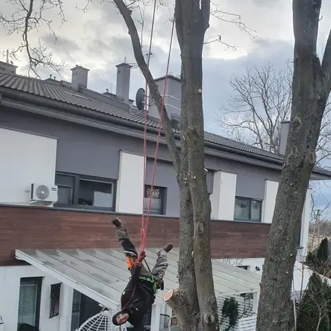 Arborysta na linie między domem a szklanym zadaszeniem