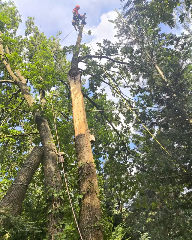 Arborysta na wierzchołku skracanego pnia, liny riggingowe