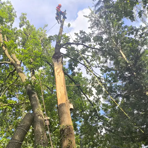 Arborysta na wierzchołku skracanego pnia, liny riggingowe