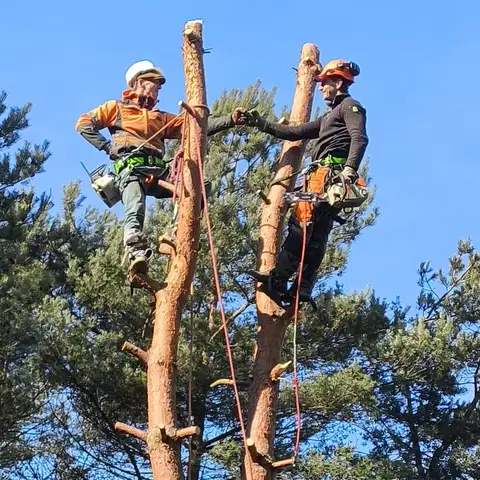 Dwóch arborystów z pilarkami na skracanej sośnie